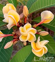 Plumeria rubra LJN877