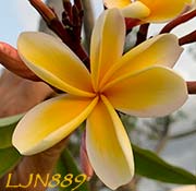 Plumeria rubra LJN889