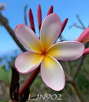 Plumeria rubra LJN902