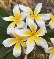 Plumeria rubra LJN914