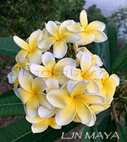 Plumeria rubra LJN MAYA