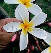 Plumeria rubra LJN SNOW STAR