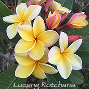 Plumeria rubra LUEANG ROTCHANA