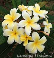 Plumeria rubra LUEANG THAILAND aka YELLOW THAILAND