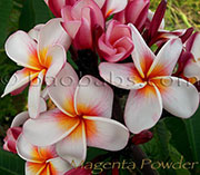 Plumeria rubra MAGENTA POWDER aka GEE PHET , GEE PETCH , GEE PET, JEE PETCH , CATHAY PEARL , MALEE, JEEPIT