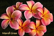 Plumeria rubra MARDI GRAS aka THORNTON MARDI GRAS