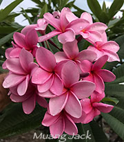 Plumeria rubra MUANG JACK