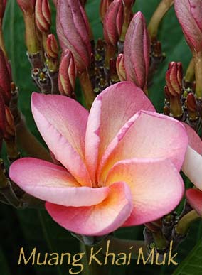 Plumeria rubra MUANG KHAI MUK