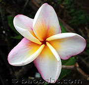 Plumeria rubra PEONZ