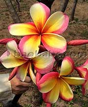 Plumeria rubra PHET PHAYARAE