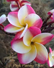 Plumeria rubra PINK PANSY THAI aka  KASEM\'S DELIGHT, PK-110, CRANBERRY CREAM, DANAI DELIGHT