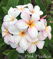 Plumeria PINK PUDICA aka SRI SUPA KORN, SRISUPAKORN