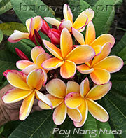 Plumeria rubra POY NANG NUEA