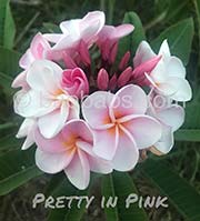 Plumeria rubra PRETTY IN PINK