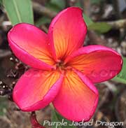 Plumeria rubra PURPLE JADE DRAGON aka SAENG MANEE, MANGKONYOK , MUANG JADE DRAGON, PURPLE JADED DRAGON , MUANG KON YOK, MUNG KORN YUK