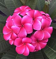 Plumeria rubra R03