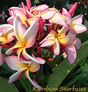 Plumeria rubra RAINBOW STARBURST aka LEELA , BIG MOUNTAIN RAINBOW