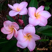 Plumeria rubra RIMFIRE aka LIMELIGHT, RIM FIRE