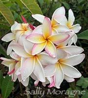 Plumeria rubra SALLY MORAGNE