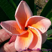 Plumeria rubra SALMON BROWN aka 4245, CLASSIC BROWN, TANGERINE, TIPPATUMPORN, C009