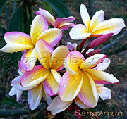 Plumeria rubra SANGARRUN aka SANG ARRUN