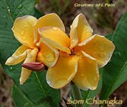 Plumeria rubra SOM CHANIGKA