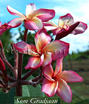 Plumeria rubra SOM GRADJAAN