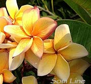 Plumeria rubra SOM LINE