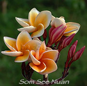 Plumeria rubra SOM SEE NUAN