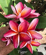 Plumeria rubra TIGER aka BLACK RUBY, RED DRAGON HEART , 4711, RED DRAGON, JACK 50, J50, LAISUEA, GALAXY