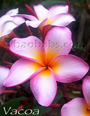 Plumeria rubra VACOA