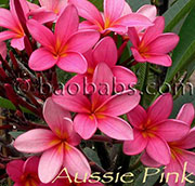 Plumeria rubra AUSSIE PINK aka X*PINK LIZZIE, PINK AUSTRALIS, FAIRY WINGS, COMMON AUSSIE PINK, GENTLE PINK, CHOMPOO KLUAI MAI , JOSHUA , CAIRNS RED, DEEP FUCHSIA, DEEP AUSSIE PINK, ABERNATHY RED, EMMA JADE, RED FRANGIPANI, PORT SOUTH ROAD, BUNDALL BEAUTY, PADSTOW PINK, FUCHSIA, PINK GLOW, AUSSIE DEEP PINK