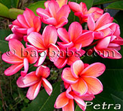 Plumeria rubra DAENG MAHA CHOKE