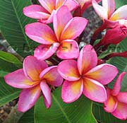 Plumeria rubra DAENG TABTIM