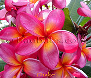 Plumeria rubra DUKE