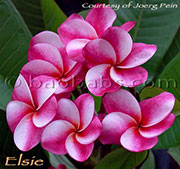 Plumeria rubra ELSIE aka JJ ELSIE