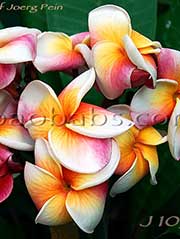 Plumeria rubra J105