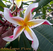 Plumeria rubra MADAME PONI