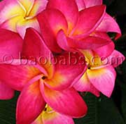 Plumeria rubra NGAM PROM