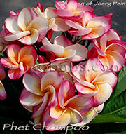 Plumeria rubra PHET CHOMPOO aka PINK DIAMOND, JACKS CUP , PINK DIAMOND, PERCH CHOMPOO, THUAY KLOM, POKS RAINBOW, HURRICANE SUNRISE