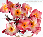 Plumeria rubra PINK PARASOL aka 4810