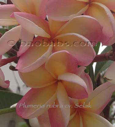 Plumeria rubra SELAK