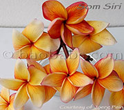 Plumeria rubra SOM SIRI aka ORANGE SIRI