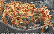 Strophanthus boivinii