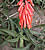 Aloe