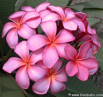 Plumeria rubra Bali