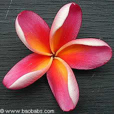 Plumeria rubra Elicia