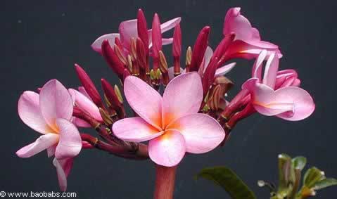 Plumeria rubra