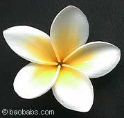 plumeria