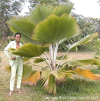 Pritchardia pacifica